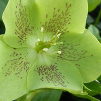 Kerstroos - Helleborus orientalis green spotted - Terras- en balkonplanten