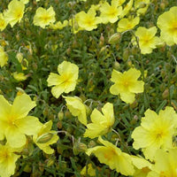 Zonneroosje Wisley Primrose - Bakker