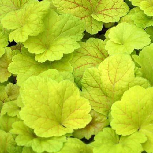 Purperklokje Electric Lime - Bakker