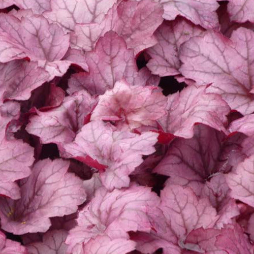 Purperklokje Georgia Plum - Heuchera georgia plum - Tuinplanten