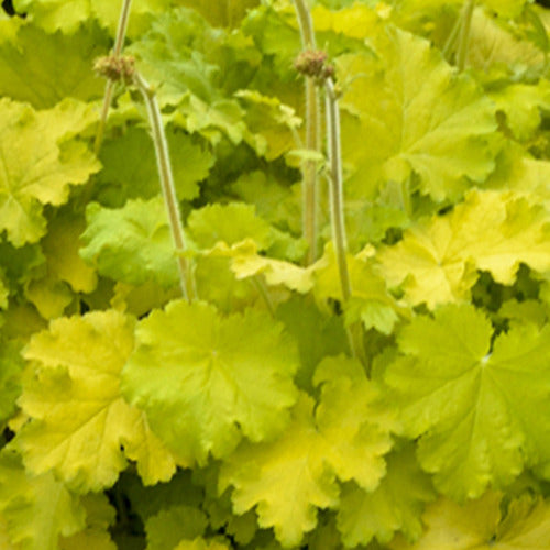 Purperklokje Lemon Love - Heuchera lemon love - Tuinplanten