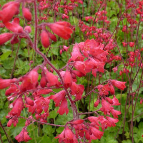 Purperklokjes Leuchtkäfer (x3) - Heuchera sanguinea leuchtkäfer - Tuinplanten