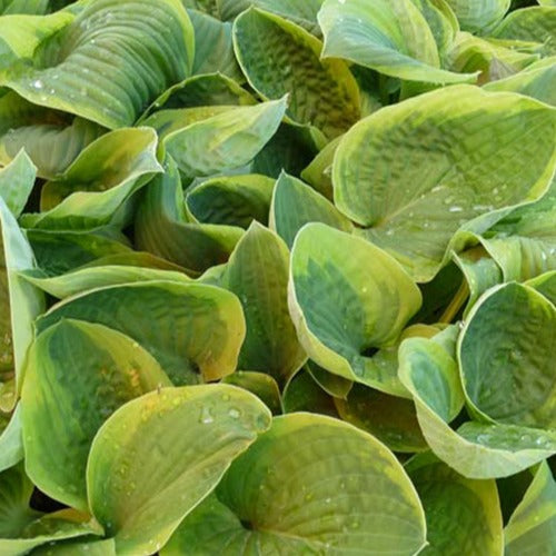 Hartlelie August Beauty - Hosta august beauty - Tuinplanten