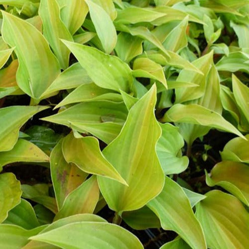 Hartlelie Little Red Rooster - Hosta little red rooster - Tuinplanten