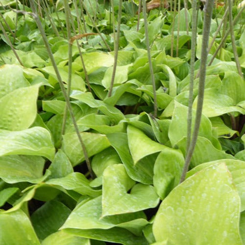 Hartlelie Red Cadet - Hosta red cadet - Tuinplanten