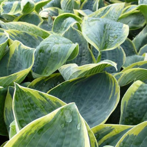 Hartlelie Sugar Daddy - Hosta sugar daddy - Tuinplanten