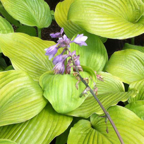 Hartlelie Sum and Substance - Hosta sum and substance - Tuinplanten