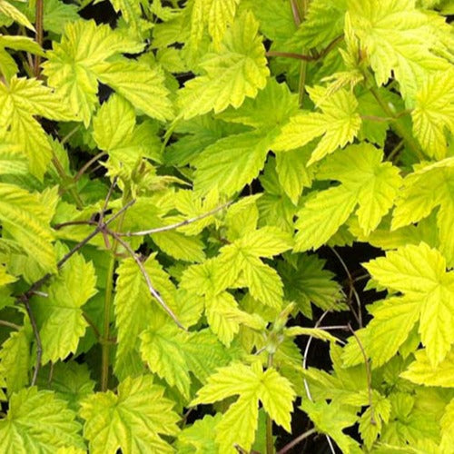 Gouden hop - Humulus lupulus Aureus - Heesters en vaste planten