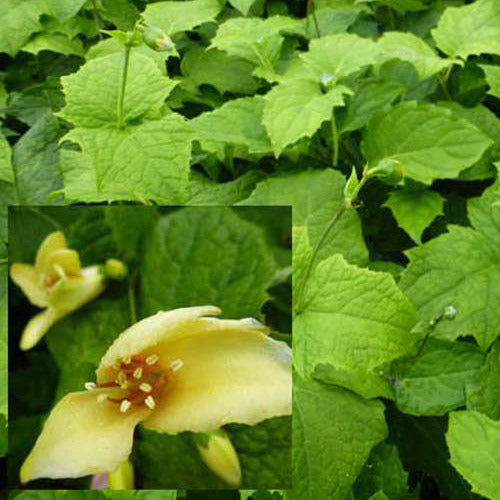 Japanse wasbloem - Kirengeshoma palmata - Tuinplanten