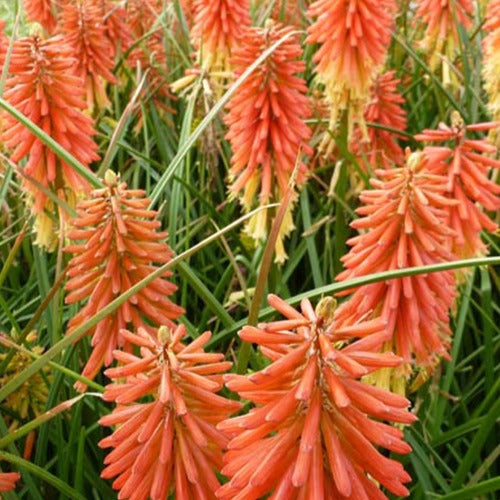 Vuurpijl 'Redhot Popsicle' - Kniphofia redhot popsicle ( popsicle series ) - Tuinplanten