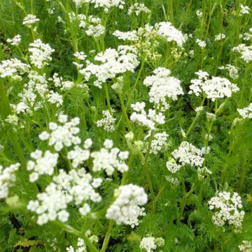 Karwij Carvi (x3) - Carum carvi - Tuinplanten