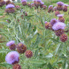 Artisjok - Cynara scolymus - Moestuin