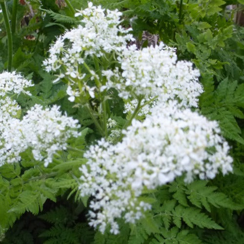 Roomse kervel - Myrrhis odorata - Tuinplanten