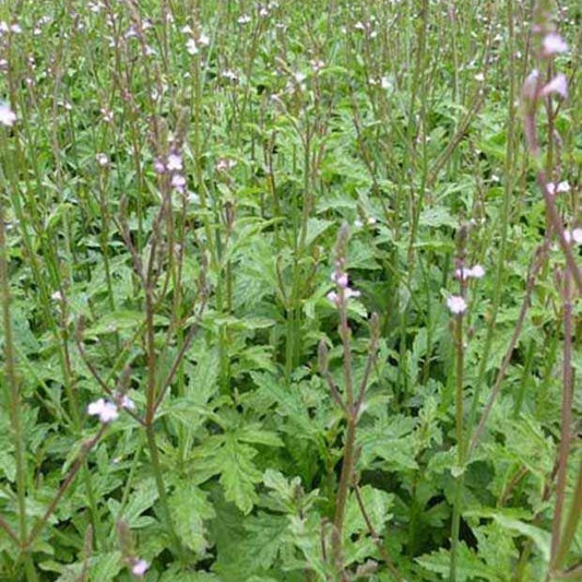 IJzerhard - Verbena officinalis - Tuinplanten