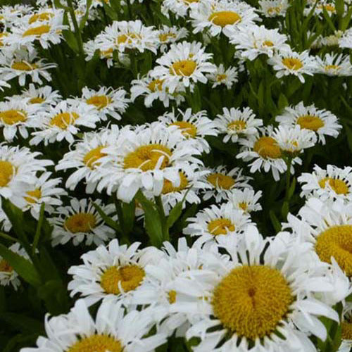 Margriet Lacrosse - Leucanthemum superbum lacrosse - Tuinplanten