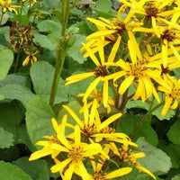 Kruiskruid Gregynog Gold - Bakker
