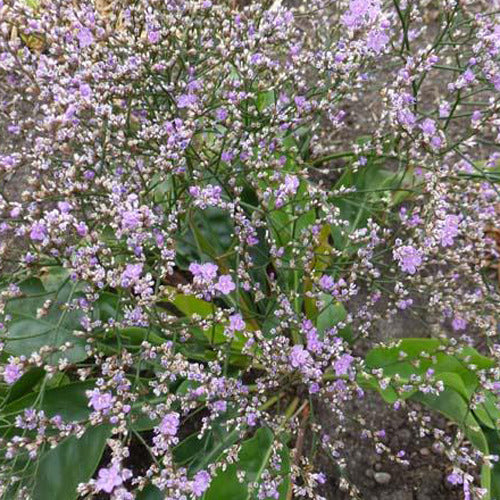 Limonium gerberi - Zeelavendel - Vaste planten