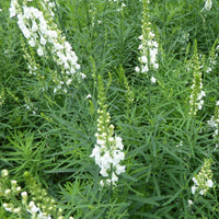 Vlasleeuwenbek Springside White - Bakker