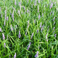 Leliegras Big Blue - Bakker