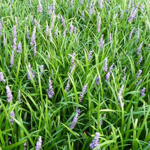 Leliegras Big Blue - Liriope muscari big blue - Tuinplanten