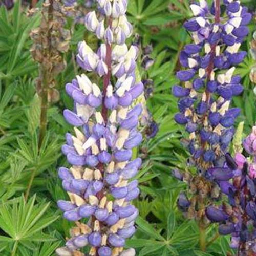 Lupine Gallery Blue - Lupinus gallery blue - Tuinplanten