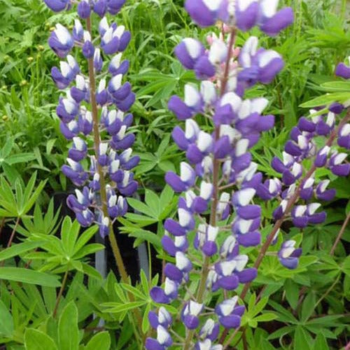 Lupine Le Gouverneur (x3) - Lupinus the governor - Tuinplanten