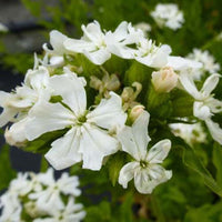 Koekoeksbloem Alba - Bakker