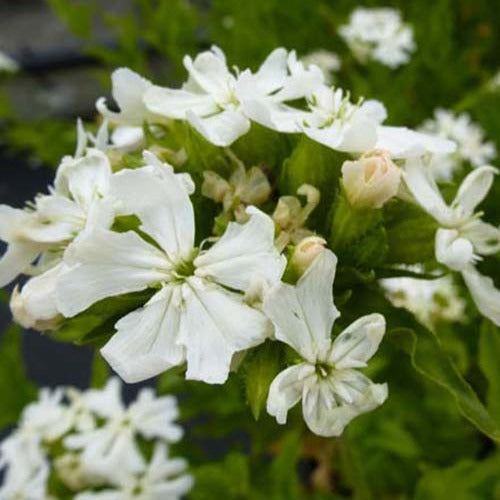 Koekoeksbloem Alba (x3) - Lychnis chalcedonica alba - Tuinplanten