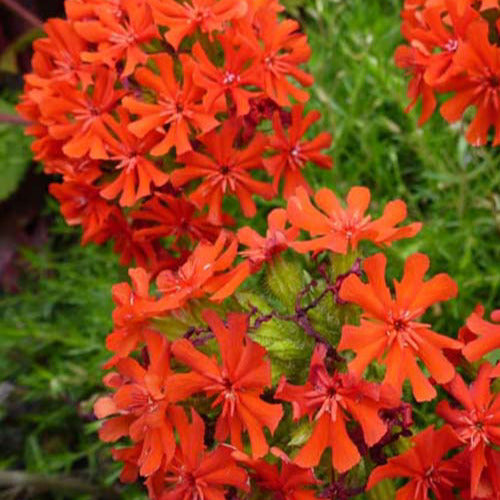 Koekoeksbloem Morgenrot (x3) - Lychnis chalcedonica - Tuinplanten