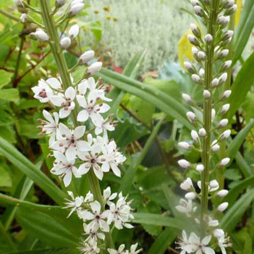 Wederik - Lysimachia ephemerum - Tuinplanten