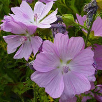Kaasjeskruid Rosea - Bakker