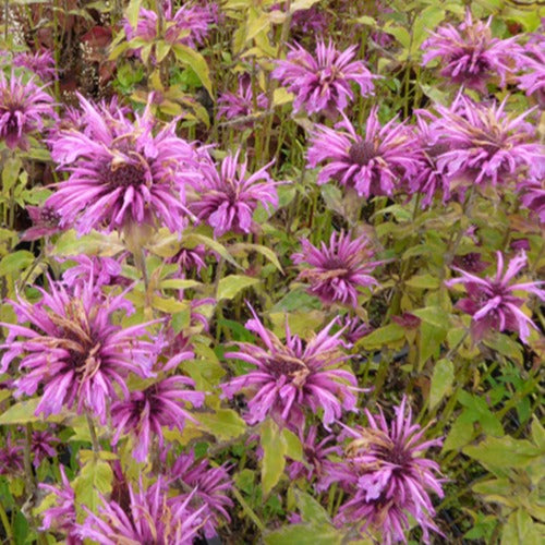 Bergamotplant Aquarius (x3) - Monarda aquarius - Tuinplanten