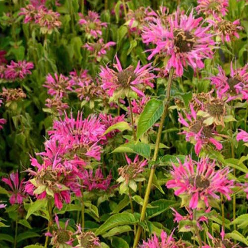 Bergamotplant Marshall's Delight (x3) - Monarda marshalls delight - Tuinplanten