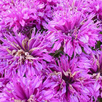 Bergamotplant Purple Lace - Bakker