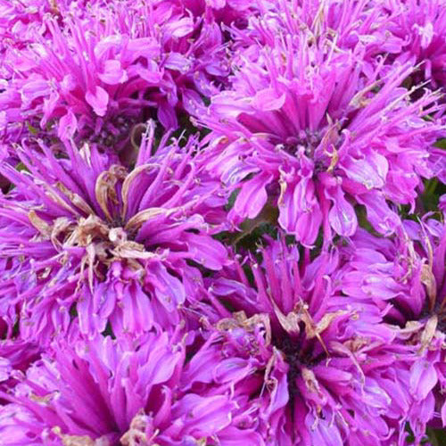 Bergamotplant Purple Lace - Monarda purple lace - Tuinplanten