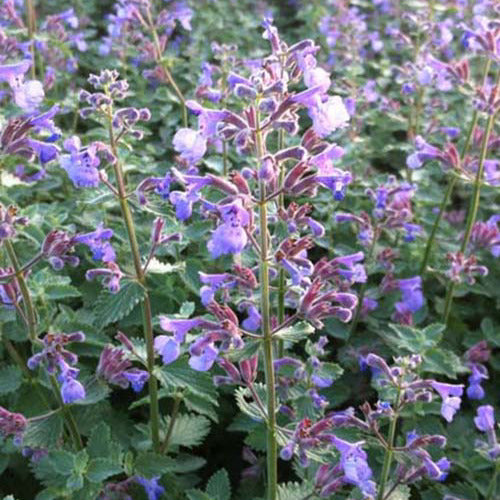 Kattekruid Dropmore (x3) - Nepeta faassenii dropmore - Tuinplanten