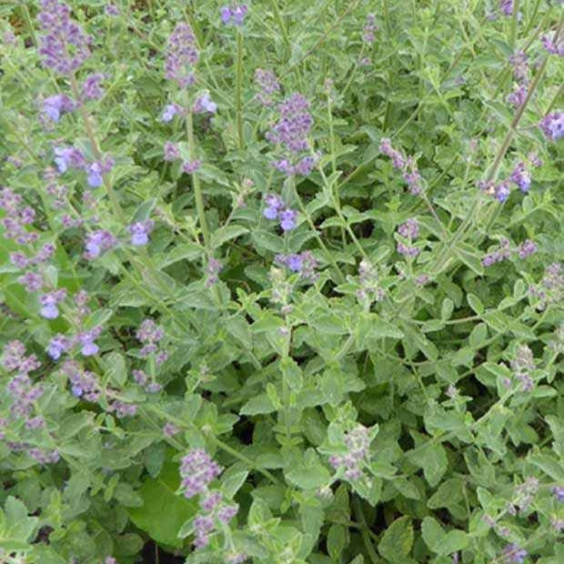 Kattekruid (x3) - Nepeta faassenii six hills giant - Tuinplanten