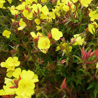 Teunisbloem Erica Robin - Bakker