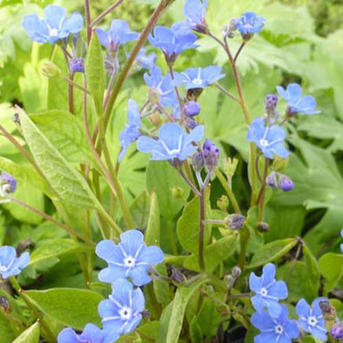 Amerikaans vergeet-mij-nietje - Omphalodes verna - Tuinplanten