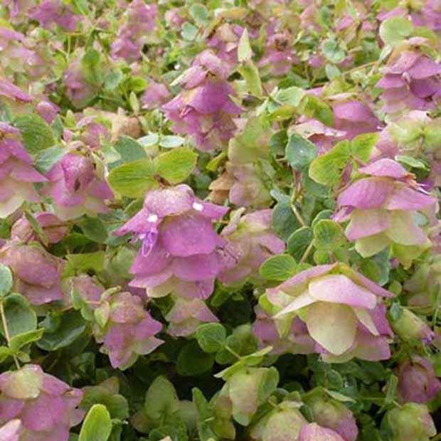 Wilde marjolein 'Kent Beauty' - Origanum rotundifolium kent beauty - Tuinplanten