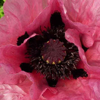 Oosterse klaproos 'Patty's Plum' - Papaver orientale pattys plum - Tuinplanten