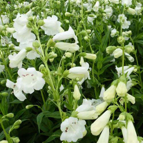 Slangenkop White Bedder - Penstemon white bedder - Tuinplanten