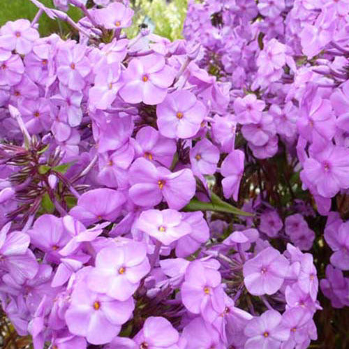 Vlambloem Rosalinde - Phlox rosalinde - Tuinplanten