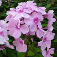 Vlambloem Rosa Pastell - Phlox rosa pastell - Tuinplanten