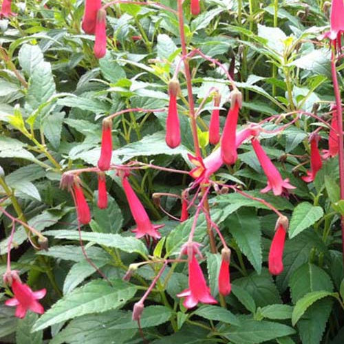 Kaapse Fuchsia African Queen - Bakker