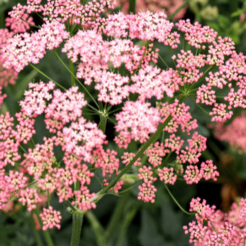 Bevernel - Pimpinella major rosea - Tuinplanten