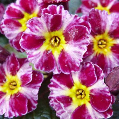 Sleutelbloem Dark Rosaleen - Bakker