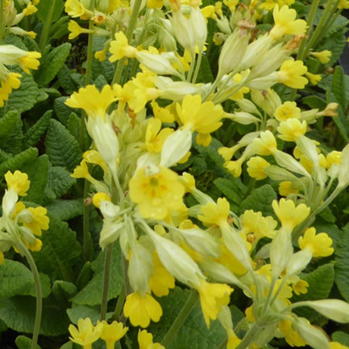 Sleutelbloems Coucou (x3) - Primula veris - Tuinplanten