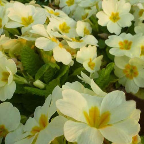 Sleutelbloem - Primula vulgaris - Tuinplanten