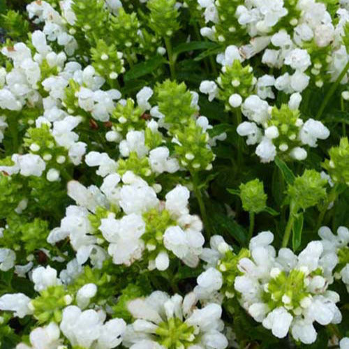 Bijenkorfje White Loveliness (x3) - Prunella grandiflora white loveliness - Tuinplanten